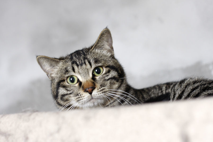 你不要认错了狸花猫 所有人都养的猫咪 你爱吗