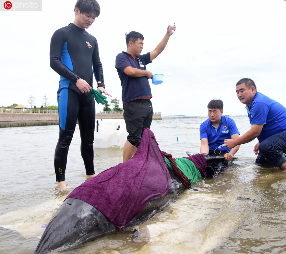 山东荣成生病海豚误闯浅水区众人合力救助