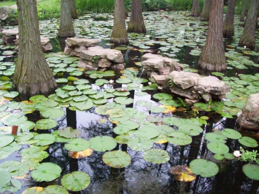 水生植物基地武汉图片
