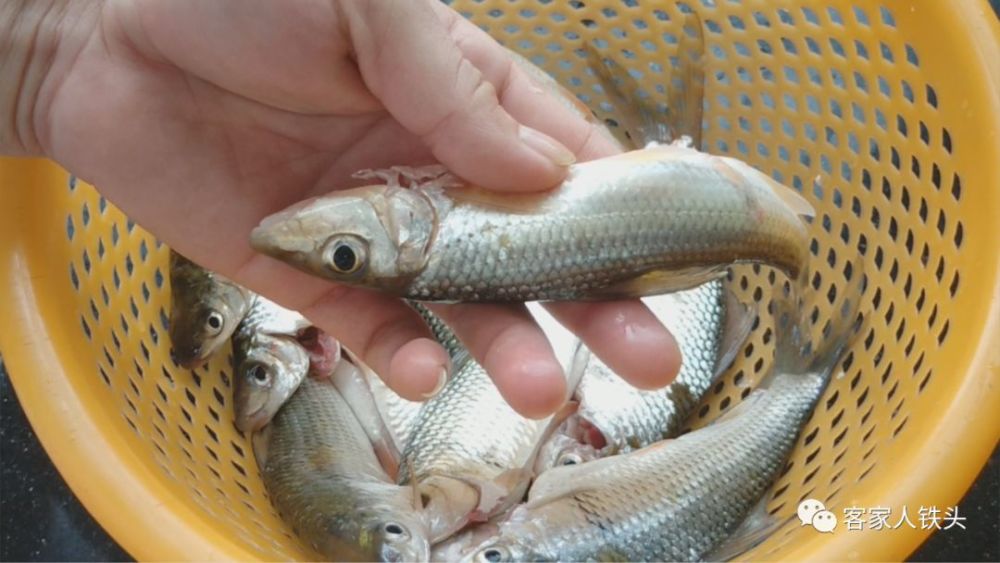 文字步骤 刚买了10块钱野生东江小鲮鱼,今天我们用它来做个好吃的.