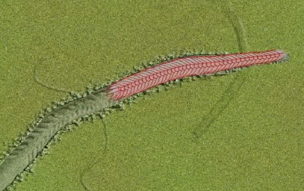 5亿年前的海底有什么神奇物种?这只千足虫化石,带你窥探一二