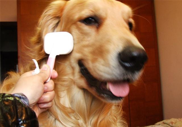 就单单针对到底应该用什么样的顺序给狗狗洗澡这一点来做一个详细介绍