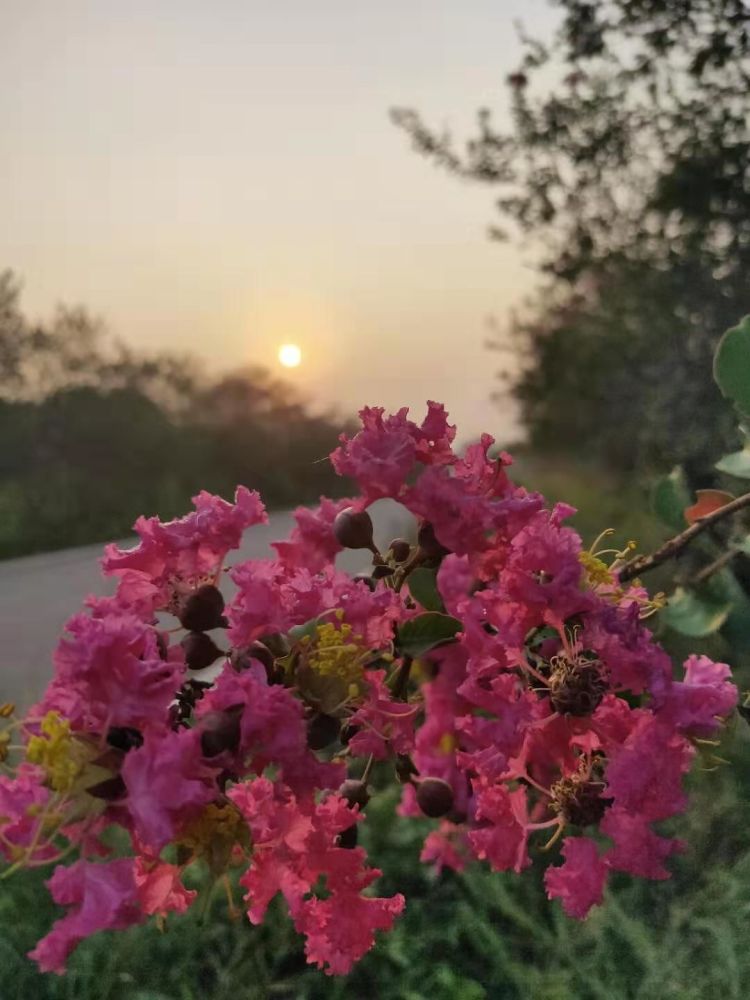 观花海 品香猪 梳子铺金花白马坪植物园约您