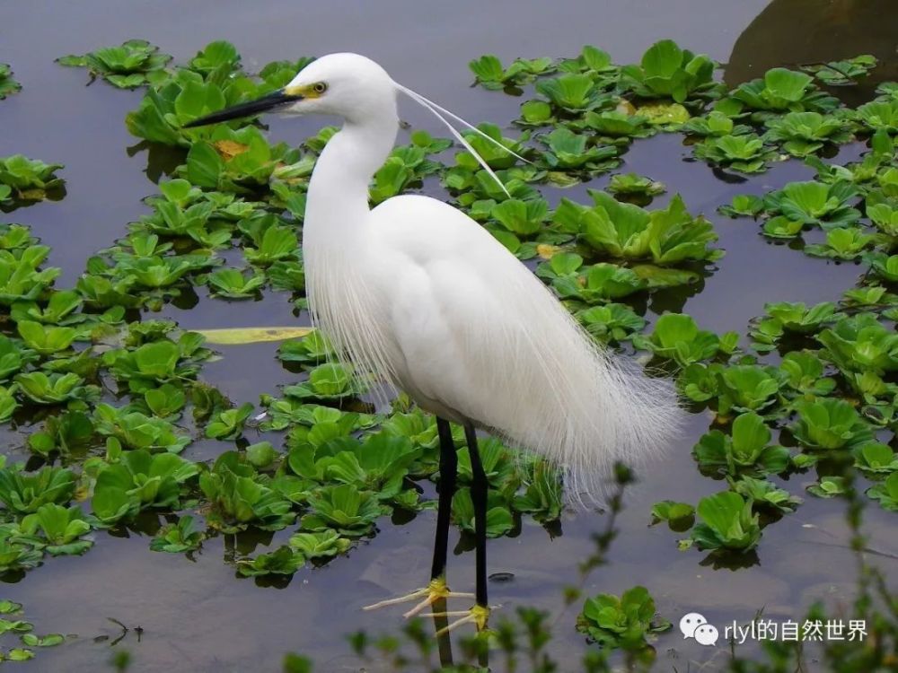 Rlyl物种说 今日 白鹭 Little Egret