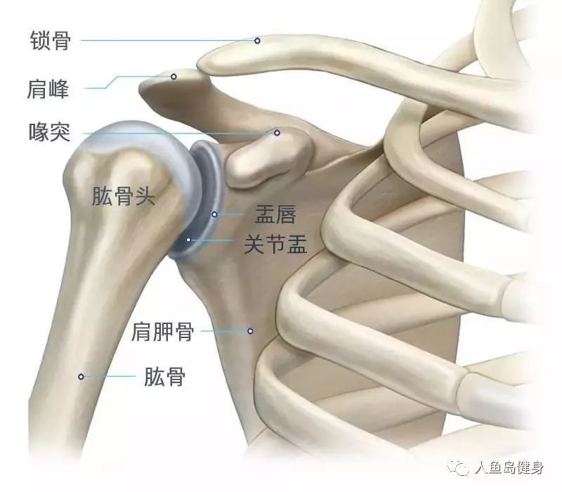 喙肱韧带 腾讯网