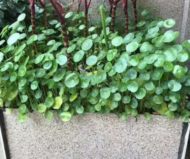 钱铜草长得旺,财才会更旺,这样养钱铜草,20天就爆盆,很实用