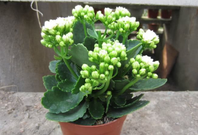 初冬养长寿花 掌握好这 3个方面 枝叶翠绿 开花一茬又一茬 腾讯新闻