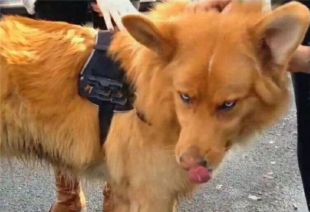 金毛和德牧的混血儿这颜值也太高了吧