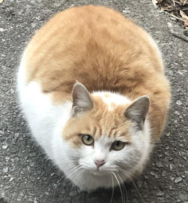 橘猫凭啥比别的猫胖 科学解释来了 能吃不是主要原因