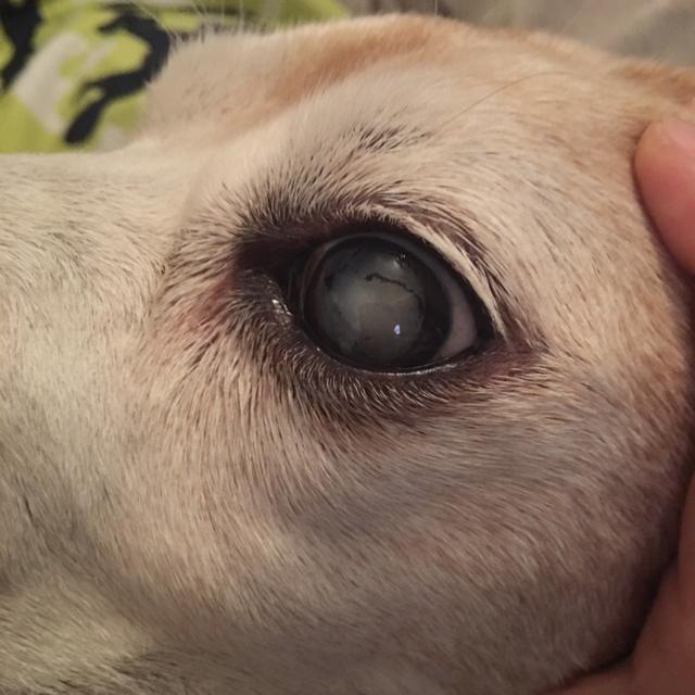 老年犬常见眼疾 以及吃什么有助于狗狗眼睛健康 一篇文全告诉你