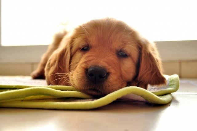 什么是犬疱疹病毒 幼犬的感染致死率更高 主人要留心警惕