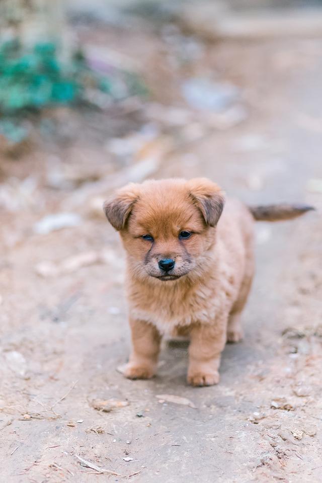 中华豹纹犬图片
