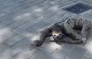 住一晚2700元,度假区让树懒陪伴游客,但看了觉得有点瘆人