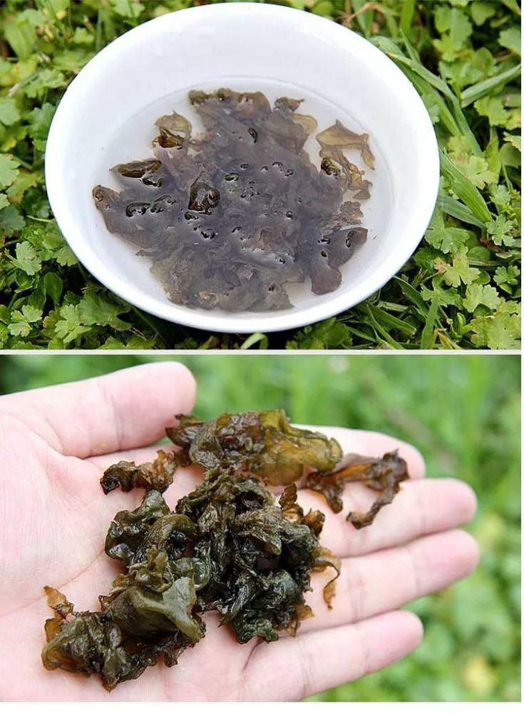 湟中县 西堡镇---梦源地皮菜
