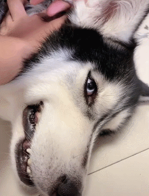 哈士奇打架后被咬,主人紧急送往医院,二哈被咬哭了