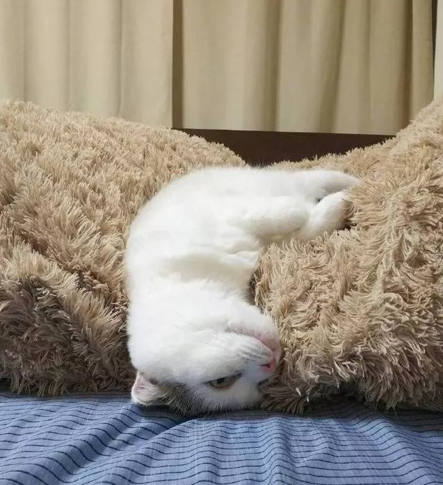 喵星人实力演绎颓废猫生,猫大爷实在太惬意