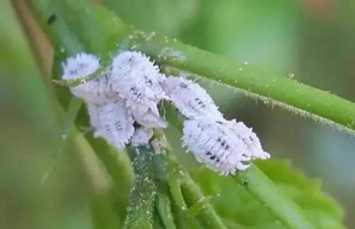 多肉染了 小白虫 把1种药洒盆里消灭 否则传染给更多盆栽 腾讯网