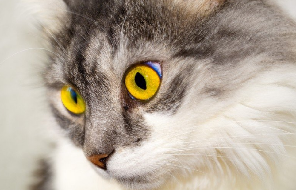 猫 鼻子 除了能呼吸外 竟还有这5种作用 你戳过猫鼻子吗