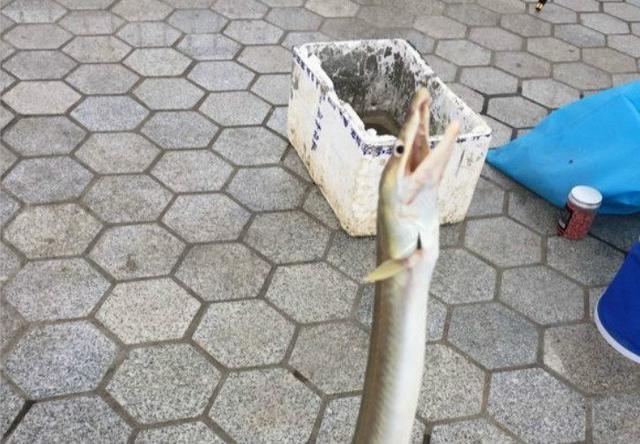 本地人叫它鹤海鳗1小时连钓3条一共300块全卖掉赚大了