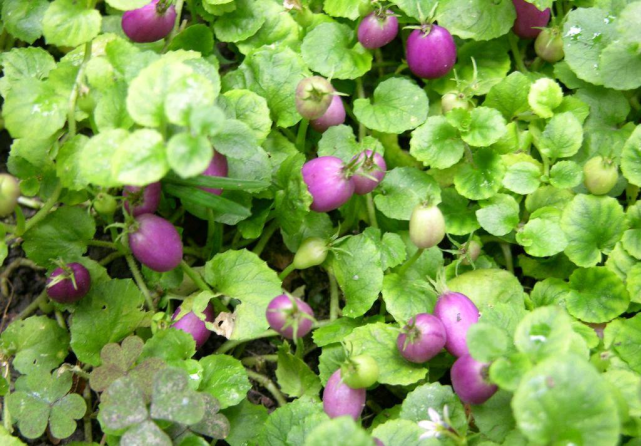 指头大的袖珍茄子你见过吗?野地里匍匐生长一大片,晒干卖价贼贵