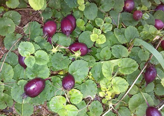 指头大的袖珍茄子你见过吗?野地里匍匐生长一大片,晒干卖价贼贵