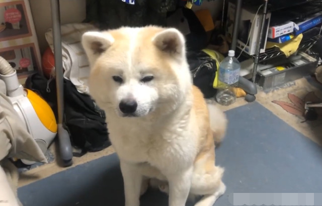秋田犬半夜叫醒主人 一声不吭又不离开 知道原因后主人笑了