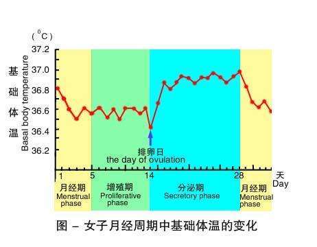 您测每日基础体温吗 能否受孕 是否怀孕 有无疾病都可给您参考