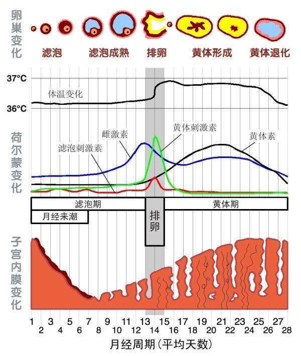 您测每日基础体温吗 能否受孕 是否怀孕 有无疾病都可给您参考