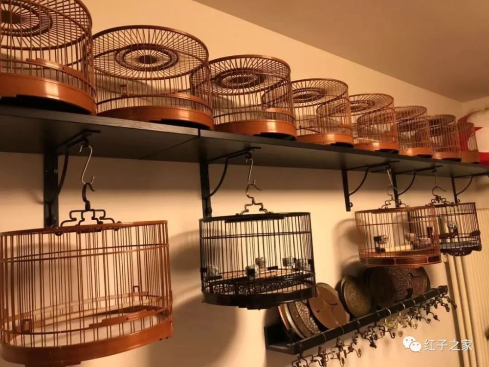 红子之家鸟友大家好,我是九爷灰灰,今天话题是笼具收藏三大妙招教您