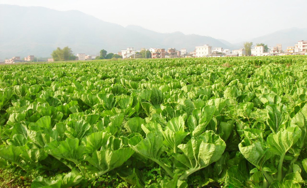 有个卢娘子在河边洗衣,孩儿们在旁饿得哇哇大哭要吃饭,一个自称姓梅的