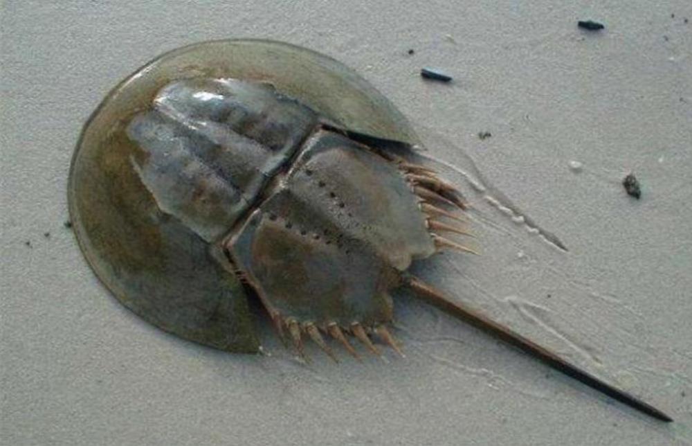 和恐龙同期的蓝血生物,熬过了两次毁灭期,却逃不过人类的毒手