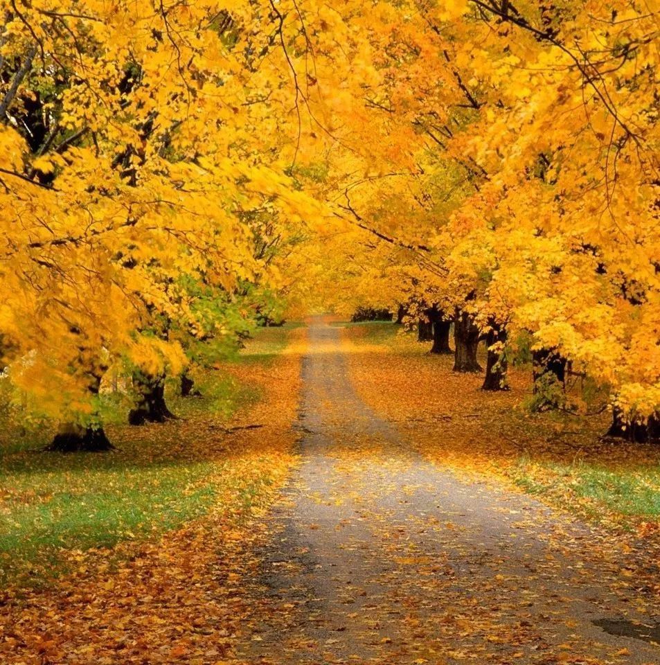 小星星变奏曲|秋天的第一波钢琴曲，送给你！