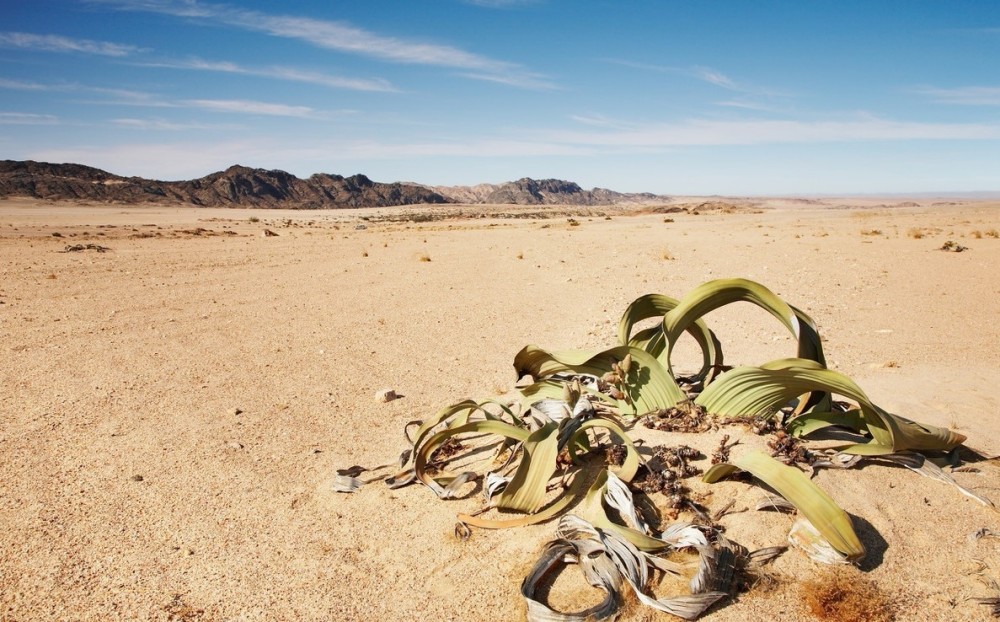 火星土壤能种植蔬菜吗 专家称可以 但却不能吃