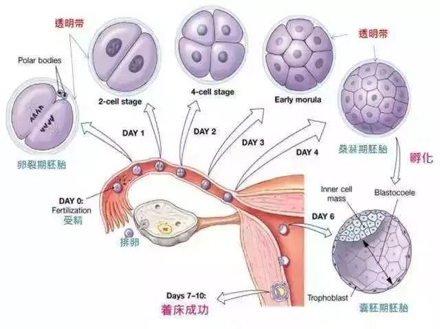 受精卵着床的整个过程是怎么样的 身体会不会有什么感觉 腾讯新闻