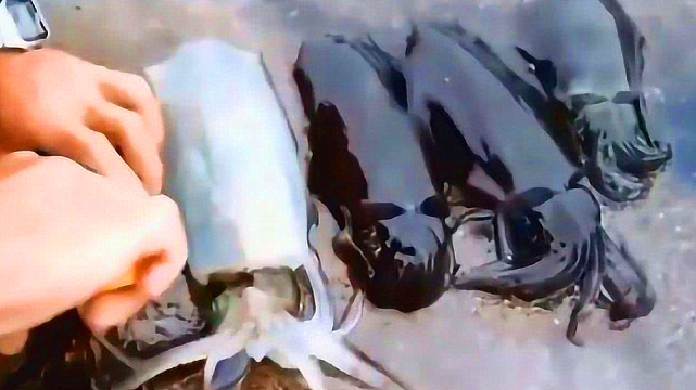 在海洋中乌贼的种类有着很多种,而且乌贼热衷于吃螃蟹,鱼和贝类动物