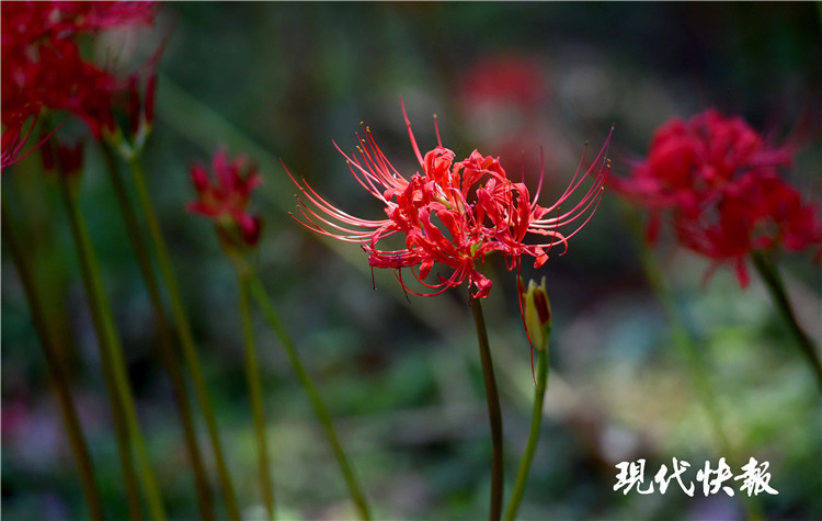 南京这些地方 盛开着火红的彼岸花海