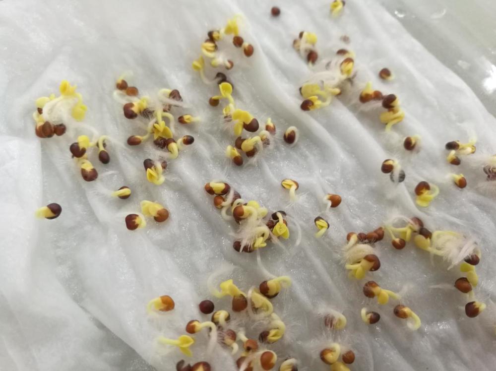 「萌芽行动」永泰小学---第6课