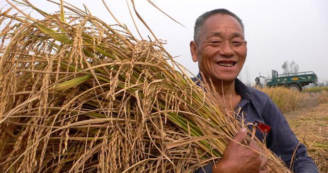 2019年水稻价格已"低开",新收水稻卖还留?看完农民有数了