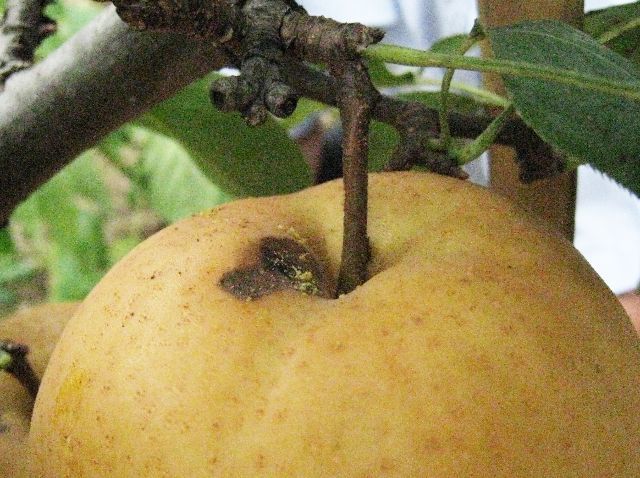 再谈梨黄粉蚜虫的防治,应高度重视