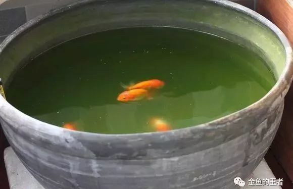 古法| 古人的養魚養心