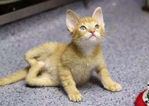 容易导致新生小猫死亡的原因都有哪些 猫主人们可要注意啦