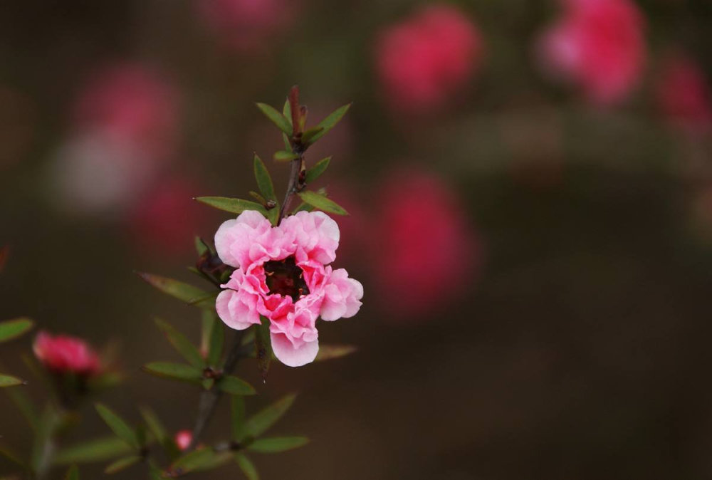 松紅梅雖然不似梅花般堅韌,沒有梅花香自苦寒來的堅