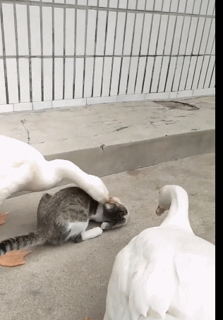 两只大鹅一起啄猫咪,没想到它不逃跑反而很享受:再使劲一点!