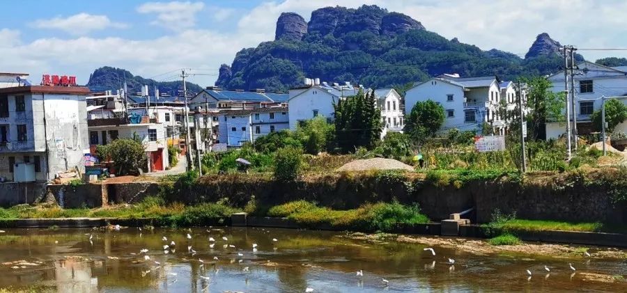 视频来了!连城文川河畔吸引了众多白色"精灵"!