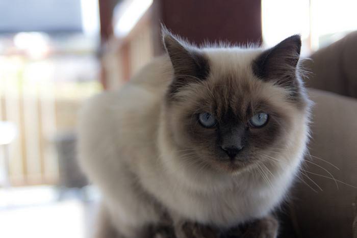 养一只不常见的猫 是种什么体验 伯曼猫了解一下