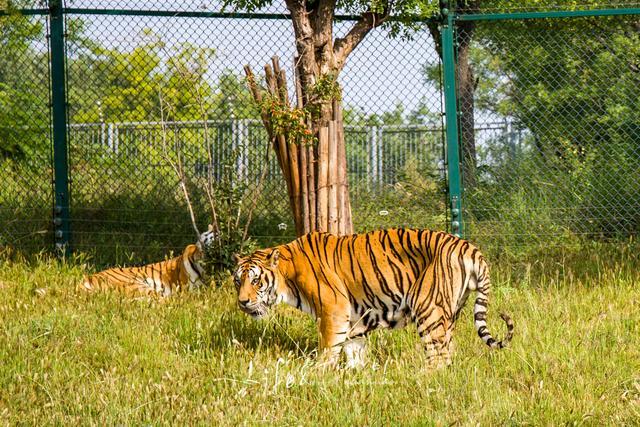 自駕遊覽濟南野生動物園160元門票值不值叢林木屋很酷炫