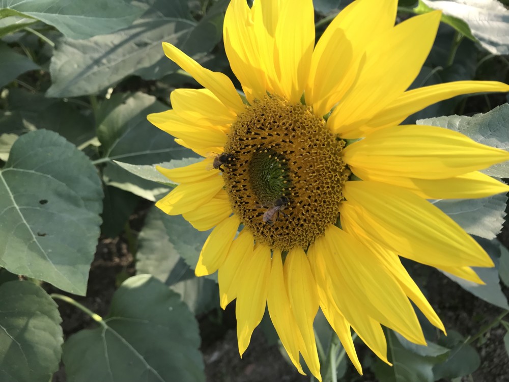 实拍沈阳向日葵花海