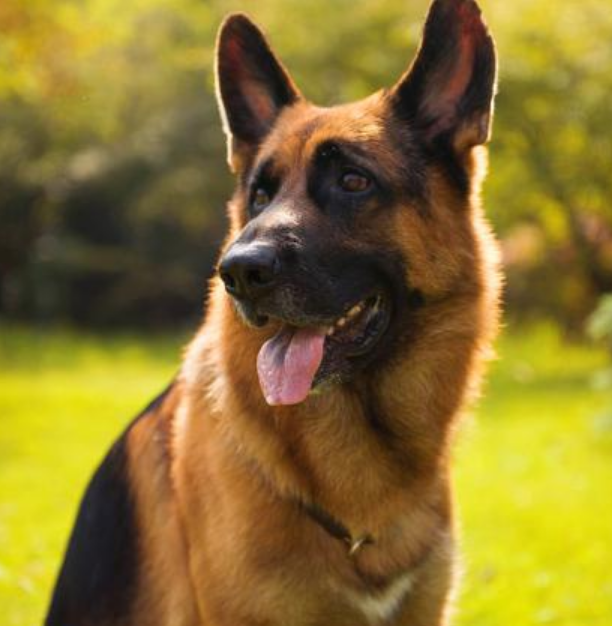 有些狗狗看起来凶巴巴,其实内心却是小公举,说的就是德牧大黑背