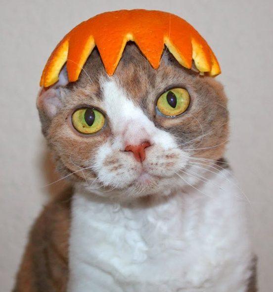这些戴头盔的水果猫,你最喜欢哪一款?