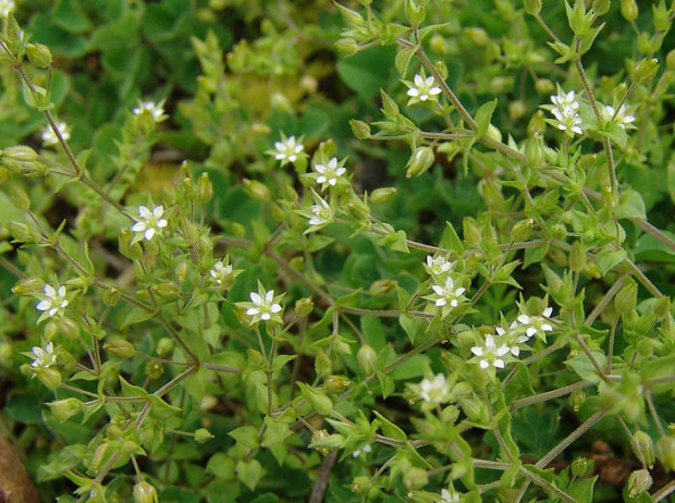 荒野维生野菜系列小无心菜